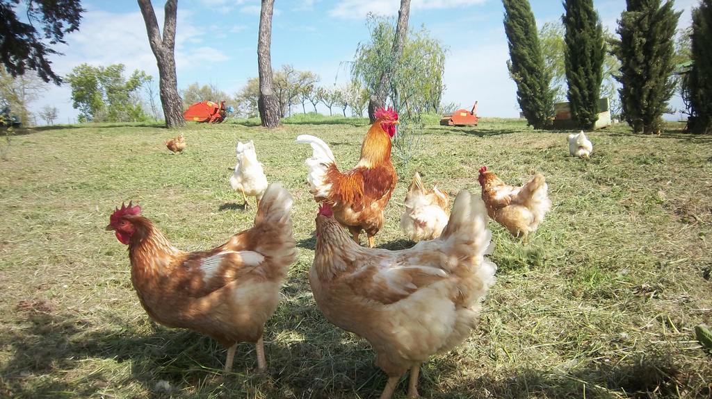 Casale In Maremma Διαμέρισμα Pancole Εξωτερικό φωτογραφία